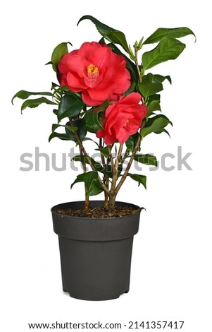 Red Camellia Japonica flower in pot on white background Royalty-Free Stock Photo #2141357417
