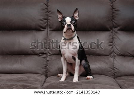 watching the cute boston terrier dog