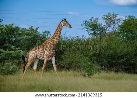 Giraffe in South Africa with blue sky in the bush of Kruger National Park in South Africa. colorful girafe
