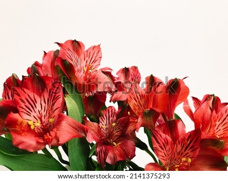 Floral background of peruvian lily , Chicago Alstroemeria flowers on white background, macro shooting with slight blur effect