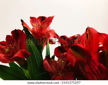 Floral background of peruvian lily , Chicago Alstroemeria flowers on white background, macro shooting with slight blur effect