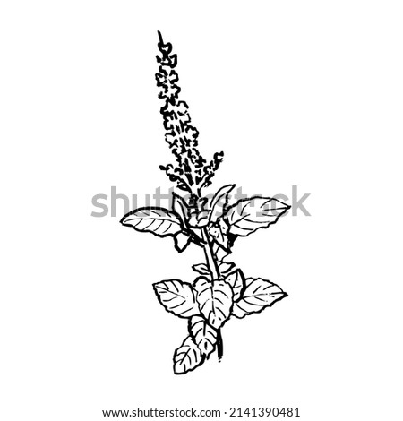 Thai basil vector. Hand drawn sketch leaves of spice thai basil.medicinal and aromatic herb Royalty-Free Stock Photo #2141390481