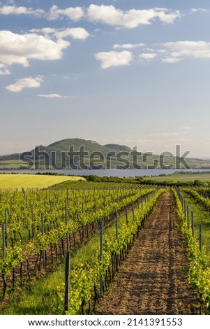 Spring vineyards under Palava near Sonberk, South Moravia, Czech Republic Royalty-Free Stock Photo #2141391553