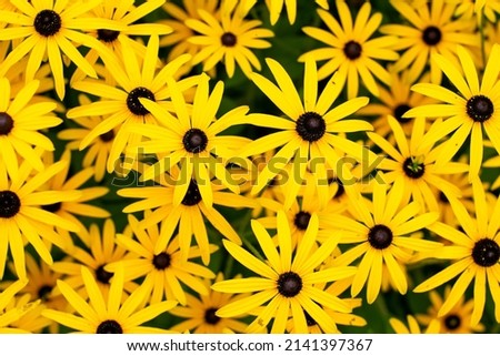 Rudbeckia plants, the Asteraceae yellow and brown flowers, common names of coneflowers and black eyed susans. Positive and happy feeling in spring given by flowers. Royalty-Free Stock Photo #2141397367