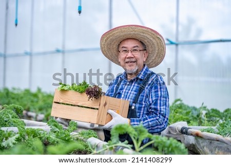 Asian farmers checking and holding fresh organic vegetable in hydroponic smart farm, produce and carry vegetable basket for green harvest agriculture with business, healthy clean food concept.