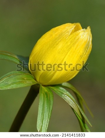 Winterling, Eranthis hyemalis, is a flower that blooms in winter and has yellow flowers.