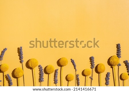 Dry craspedia globula billy balls and lavender on yellow background. Natural preservation banner website design. Fun minimalistic summer concept. Free space for text and advertisement flatlay