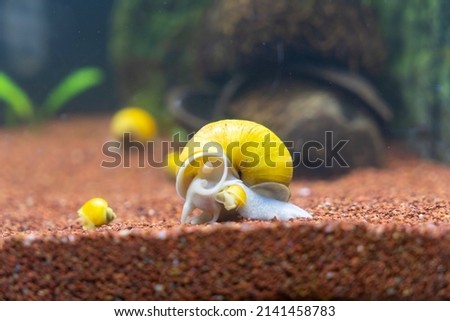 apple snail "Pomacea canaliculata" in the aquarium