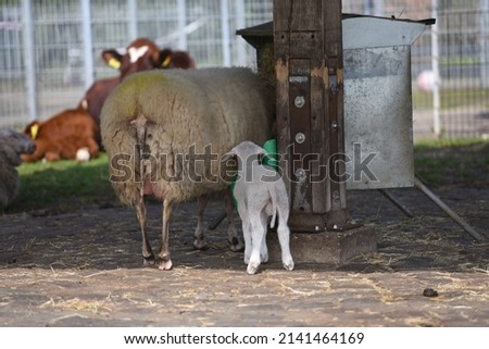 Mother and child sheep together. The picture was taken while drinking the water. So sheep and her child can be seen from behind.on the farm the sheep drink water in the shade. 