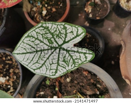 Caladium​ lt​ is​ an​ ornamental​ plant​ with​ beautiful​ leaves​ and​ a​ variety​ of​ colors​ such​ as​ Red, White, and​ is​ queen​ of​ the​  leafy​ plants​
