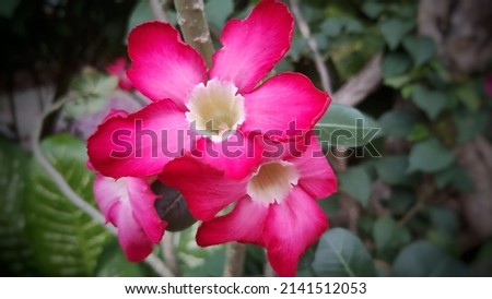 Adenium flowers red pink white