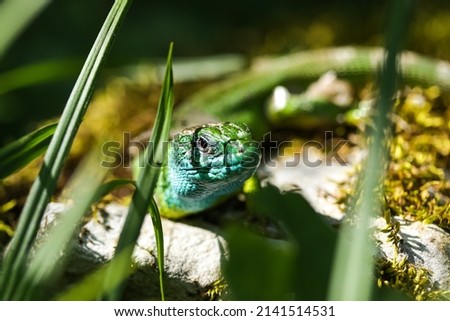 European green lizard, Lacerta viridis, close up view on the ground. Reptile species photography.