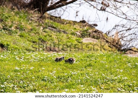 Ducklings on a meadow in Germany