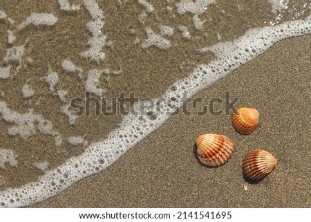 Three seashells in the sand.  Three common cockles on the beach with foamy sea water close to them. Wave reaching three shells on a wet sand. Calm holiday picture of common cockles and the sea water.