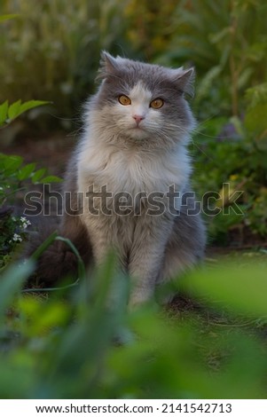 Cat in the green grass. Funny cat enjoying the magic of summer day. British kitten in colored flowers on nature.