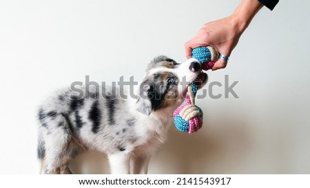 Puppy playing with toy for moder. First teeth. Toothache. Canine training. Owner playing with his dog. Toy to bite. Border collie blue merle. Isolated backgorund.

 Royalty-Free Stock Photo #2141543917