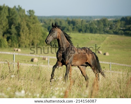  horse running on the beautiful background of the field.