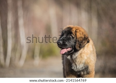 healthy young leonberger dog posing