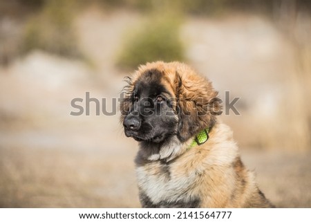 healthy young leonberger dog posing