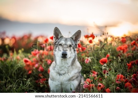 saarloos wolfhound posing in a poppy field at sunset Royalty-Free Stock Photo #2141566611