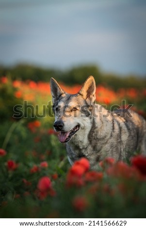 saarloos wolfhound posing in a poppy field at sunset