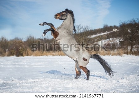 pony posing and rocking, prancing on the back in the snow