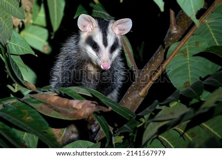A Brazilian White-eared Opossum is sitting in a tree feeding on honey at night and looking to the right in San Pedro, Misiones, Argentina