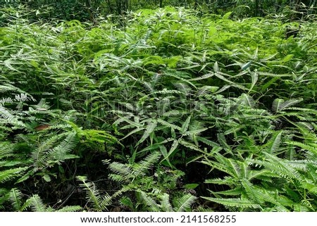Bushy fern leaves in the jungle
