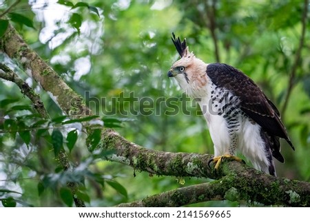 A rare Ornate Hawk-eagle is a big predator, and sitting on a branch at Urugua-i Reserve in Misiones, Argentina Royalty-Free Stock Photo #2141569665