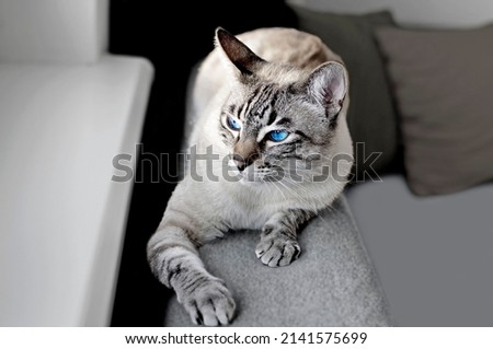 Thai cat close-up, looks out the window from the sofa. Grayscale photo with bright blue eyes. Postcard, background, wallpaper