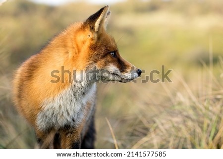 Red Fox Face Close Up in A Green Nature Background