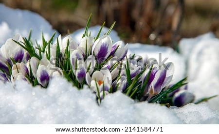 Crocuses blooming beautifully among the thawed trees in the April garden. Snowdrops or primroses bloom in spring among the melting snow.  Royalty-Free Stock Photo #2141584771