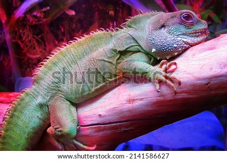 A large herbivorous lizard of the iguana family, leading an arboreal lifestyle during the day. It inhabits Central and South America. The original natural range covers a large area from Mexico southwa
