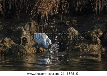 Little egret fishing with a big water splash