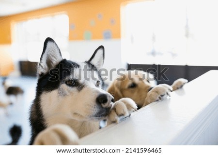 Curious dogs leaning on dog daycare counter Royalty-Free Stock Photo #2141596465
