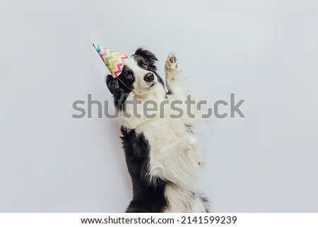 Happy Birthday party concept. Funny cute puppy dog border collie wearing birthday silly hat isolated on white background. Pet dog on Birthday day
