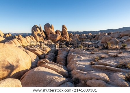 Sunset views in Joshua Tree National Park with bright blue landscape sky background. 
