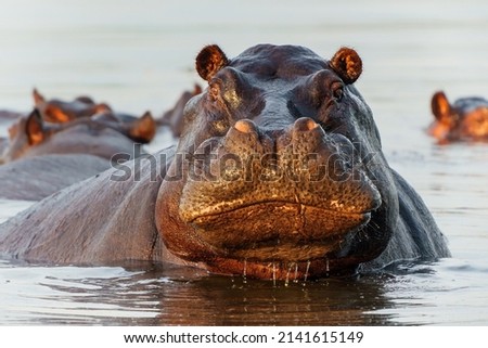 Hippopotamus in the Okavanga Delta in Botswana. An aggressive hippo bull shows dominant behaviour.                       Royalty-Free Stock Photo #2141615149