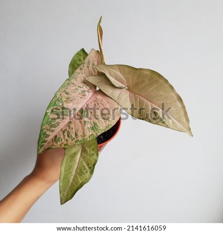 Beautiful leaves pattern of houseplant named Syngonium Pink Flecked againts clear background Royalty-Free Stock Photo #2141616059
