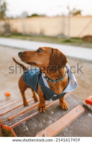 Happy dachshund in clothes. Summer photo of a beloved dog