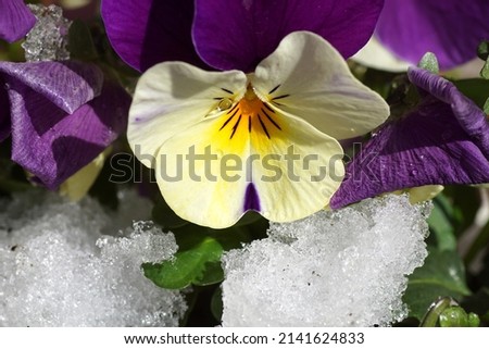 Close up flower of Garden pansies. Violets (Viola) in the melting snow. Violet family Violaceae. Plants with multicolor flowers.                                