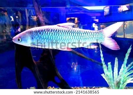 Red-finned cigar shark in fish tank. Cigar shark, Mad fish. Freshwater Sharks. Leptobarbus rubripinna. Thailand, Laos, Cambodia, Vietnam.
