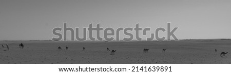 A photo of camels walking in a desert in Saudi Arabia from a distance