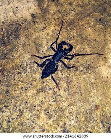 Thelyphonida (Whip Scorpion) is a suborder of arachnids. There are 108 species of Whip Scorpion, in 18 genera and 1 family. picture is not focus, grainy and noise.They are nocturnal carnivores.
