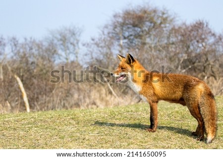 Red Fox Standing on the Grass in A National Park