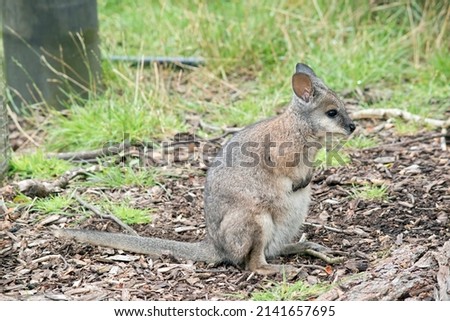the tammar wallaby is a small marsupial, its body is mainly grey with tan shoulders and a white face stripe