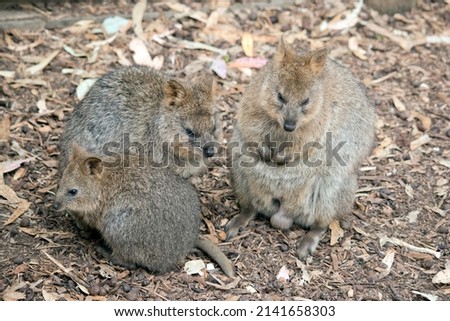 this is a mother, farther and joey quokka