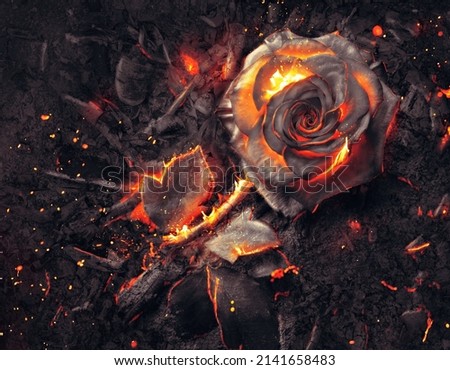 The petals of a single roses burns on top of a pile of ashes and embers. Royalty-Free Stock Photo #2141658483