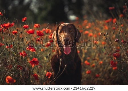 adorable brown dog sitting in the field of wild red poppies, a picture from the amazing poppy fields during the sunny spring sunset. The colorful flowers are everywhere. The dog is enjoying the view