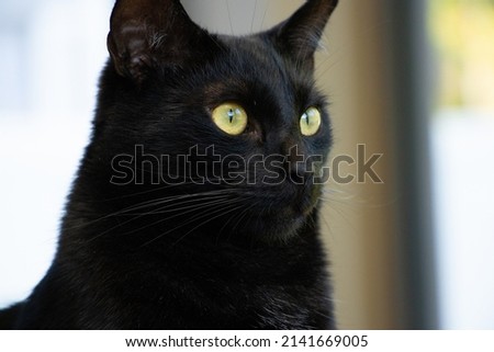 Intensely sleek and beautiful black cat with brillian yellow eyes named Gorilla